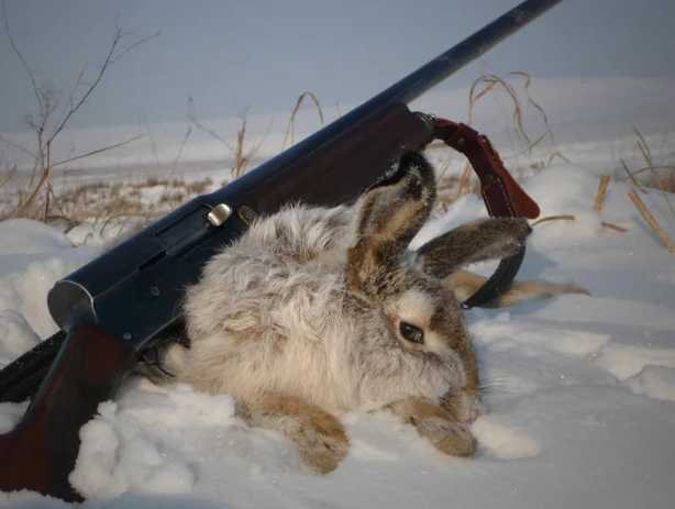 Фотография к новости 5 советов для охотников на зайцев