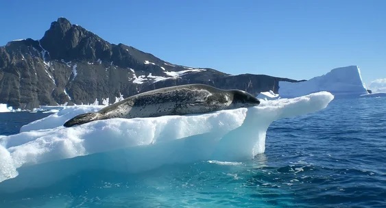 Фотография к новости Неизвестные течения в Южном океане были обнаружены с помощью тюленей