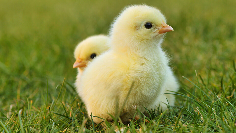 Фотография к новости Когда цыплятам дают антибиотики